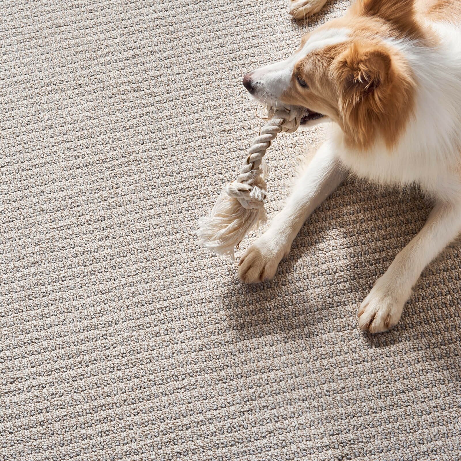 dog on carpet | O'Krent Floors